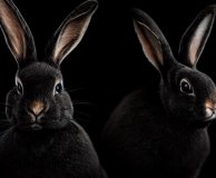 Black rabbit